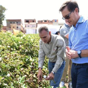 Albini, a queda no faturamento não afeta a liderança