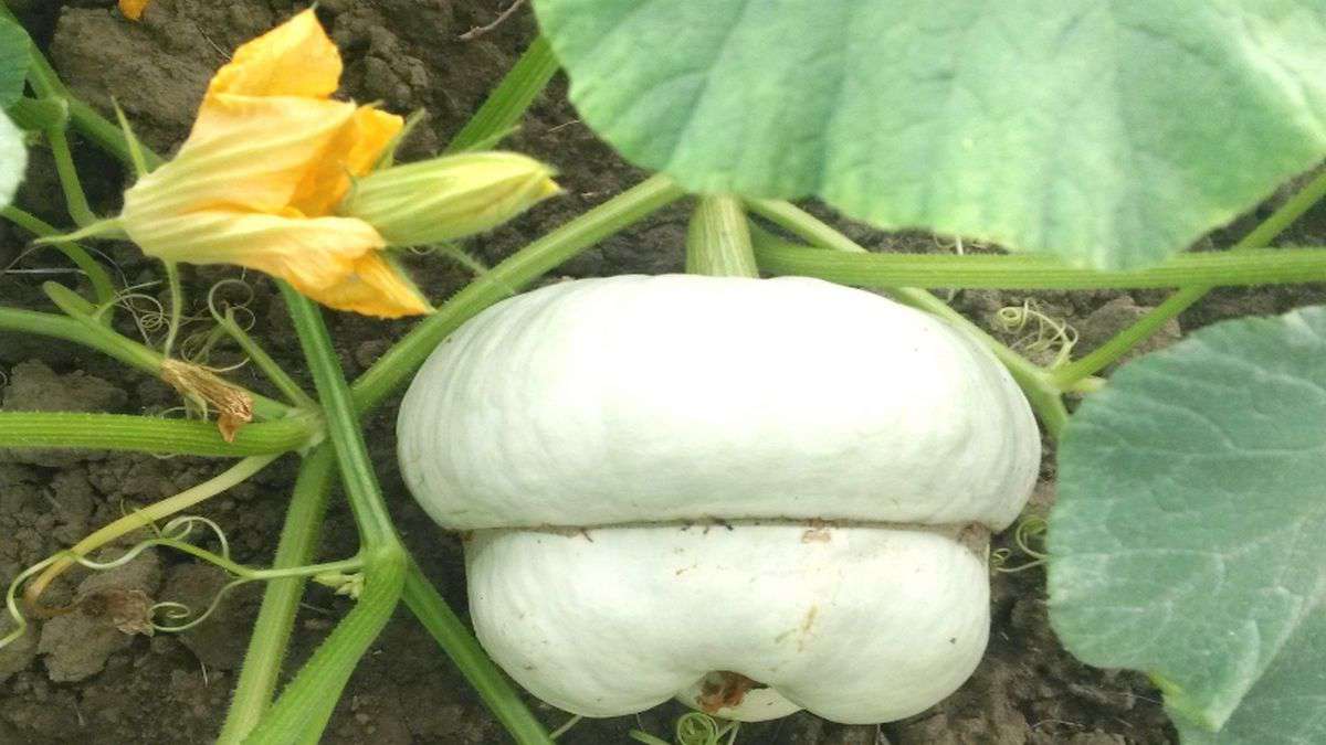 zucca berrettina