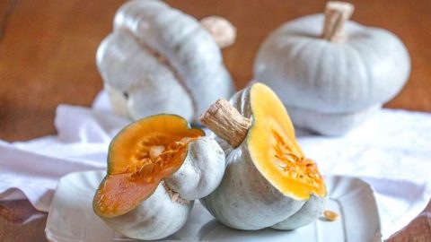 Calabaza Berretta, el "capé da prèvi" salvado de la extinción