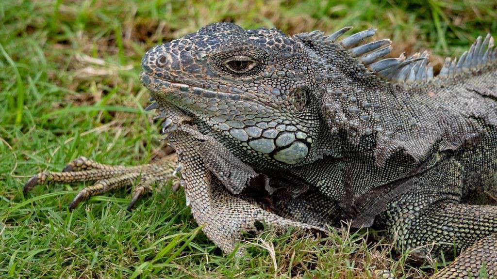 Ecuador iguana