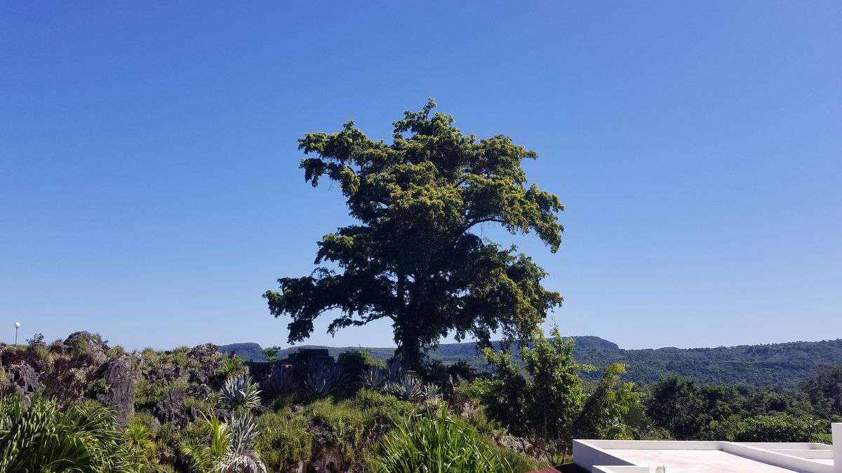 Der große Sapindus saponaria Baum