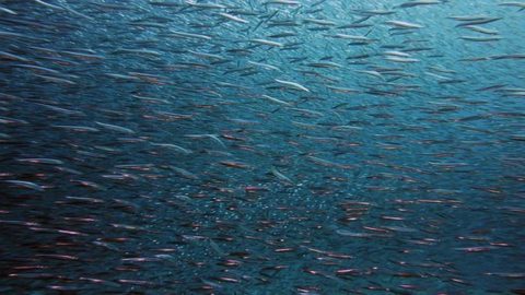 E’ “sano come un pesce” quello che mangiamo?