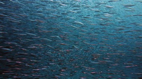 E’ “sano come un pesce” quello che mangiamo?