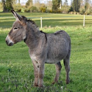 Mit Eselsmilch behandelt, produziert es sie jetzt: die Geschichte von Leonardo, Ingenieur-Landwirt