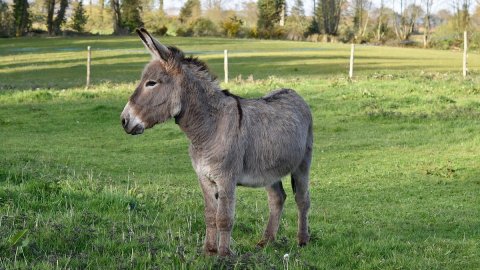 ロバのミルクで処理され、今ではそれが生産されています: レオナルド、技術者兼農家の物語