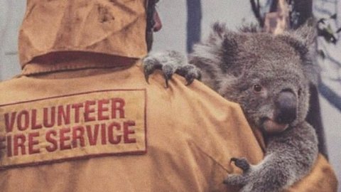 Incendi Australia: morto 1 miliardo di animali, 183 gli arresti
