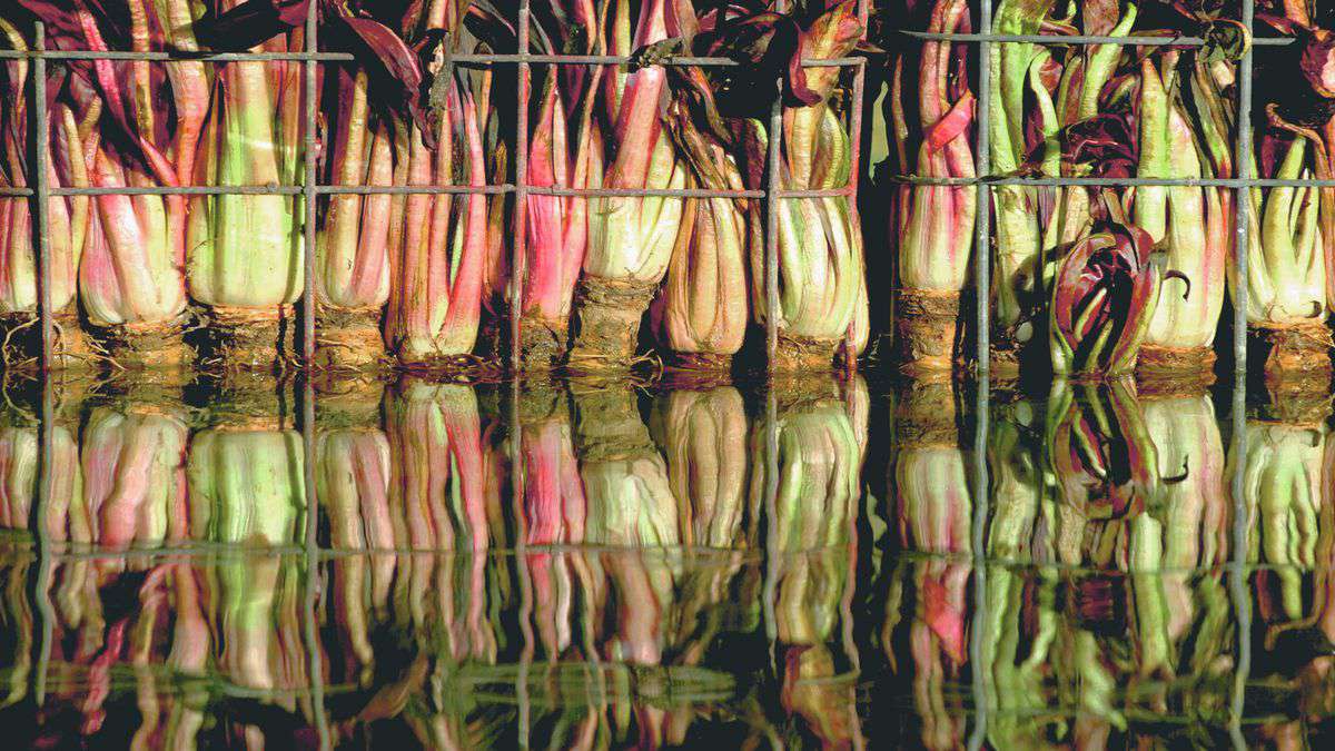 Foto Consorzio Tutela Radicchio Rosso di Treviso IGP