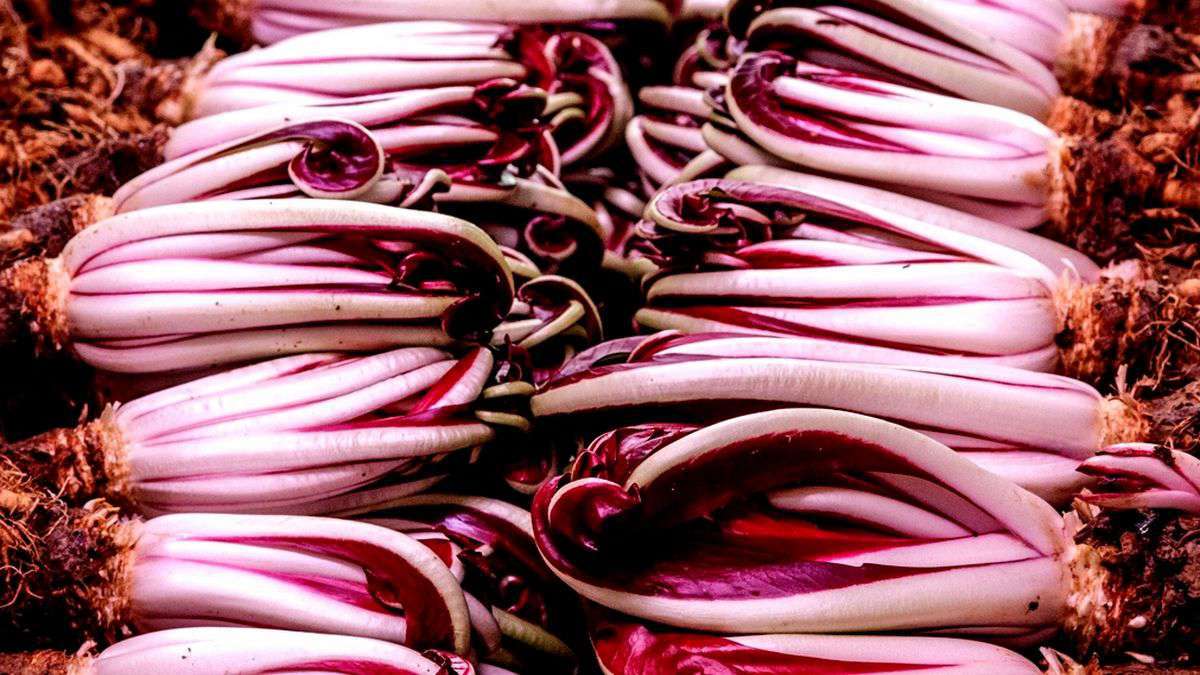 Radicchio rojo tardío de Treviso foto de Stefano Bobini