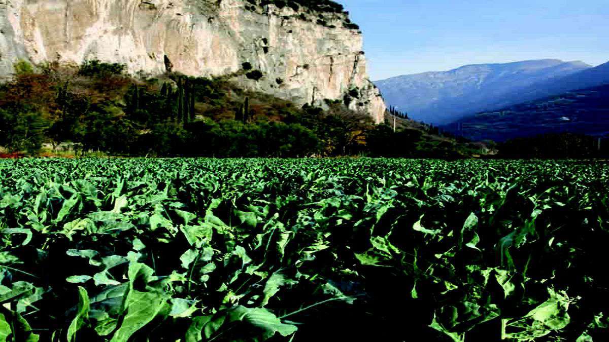 Torbole broccoli cultivation on Lake Garda