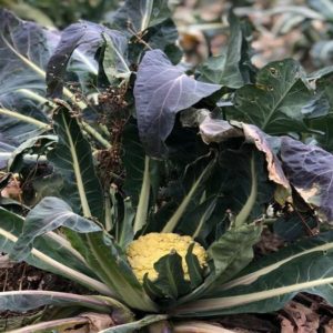 Broccoli Torbole, gustos si sanatos fiul vantului