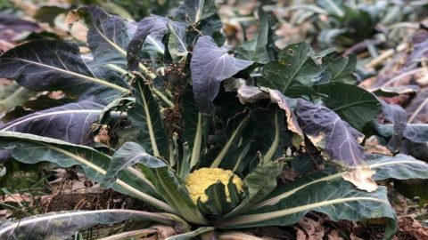 Broccolo di Torbole, gustoso e salutare figlio del vento
