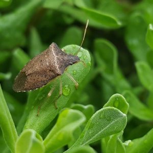 Agricoltura: la cimice asiatica continua a colpire il Nord