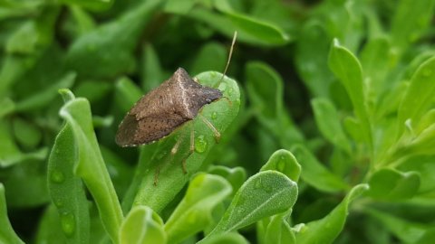 Agricoltura: la cimice asiatica continua a colpire il Nord