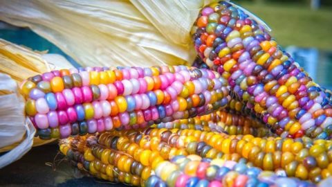 Corn: Glass Gem, the rainbow in a single cob