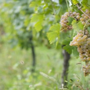 VinNatur Tasting: l’Europa del vino Bio a Gambellara