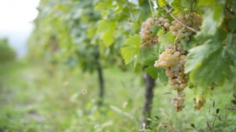 VinNatur Tasting: Gambellara'da organik şarabın Avrupası