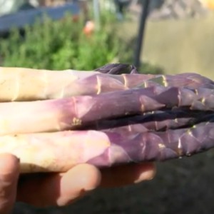 Asparagus ungu dari Albenga, permata yang ditunggu selama empat tahun