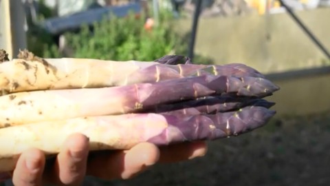 Asparagus ungu dari Albenga, permata yang ditunggu selama empat tahun