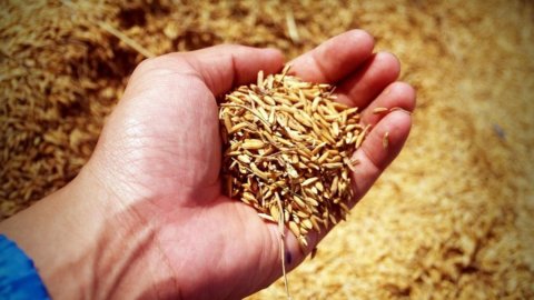 Il riscaldamento globale può “avvelenare” il riso: ecco perché