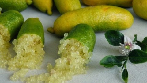 Limon havyarı, İtalya'da yapılan yeni mükemmellik