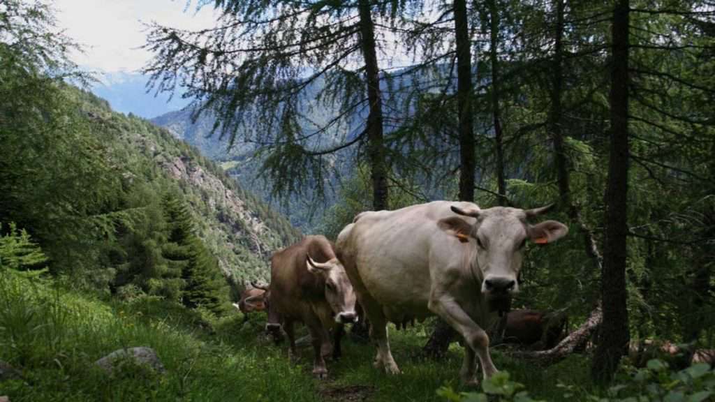Formaggio storico ribelle vacche brunalpine