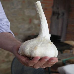 Aglione, una gustosa e delicata riscoperta a tavola