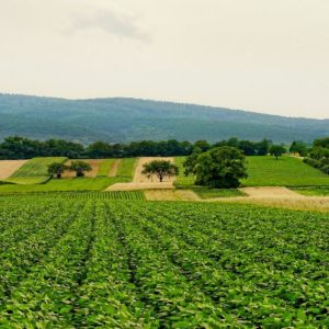 Agricoltura green, anche le multinazionali cominciano a guardare avanti