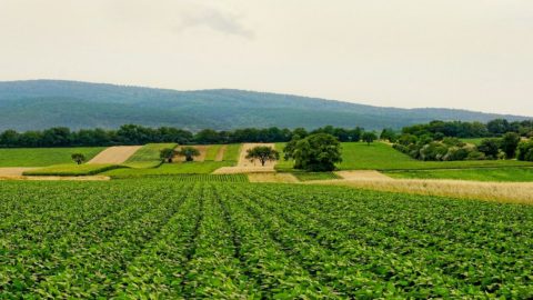 Agricultura verde, até as multinacionais estão começando a olhar para frente