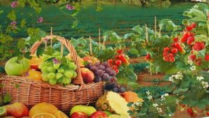 frutta e ortaggi di stagione