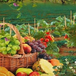 農家の語彙: 季節の製品のガイド