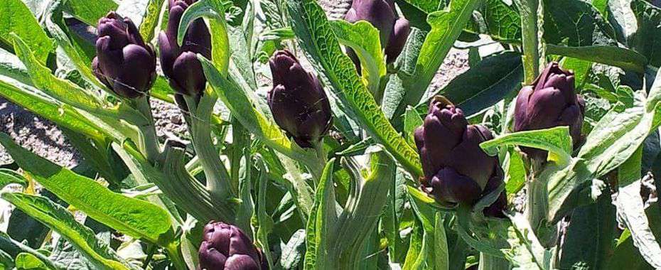 violet artichoke of sant'erasmo az borgo