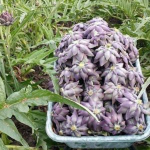 Anghinare violet Sant'Erasmo, un triumf al biodiversităţii
