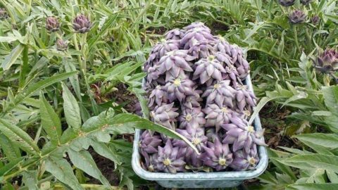 Alcachofra violeta Sant'Erasmo, um triunfo da biodiversidade