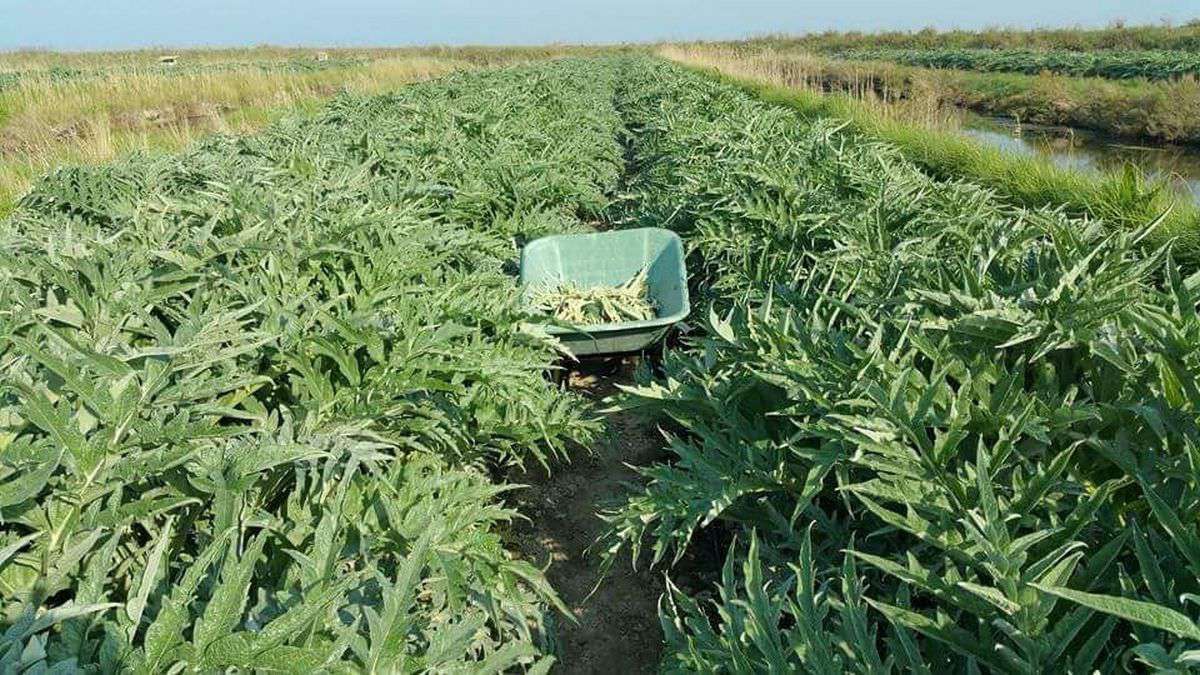 champ cultivé de sant'erasmo