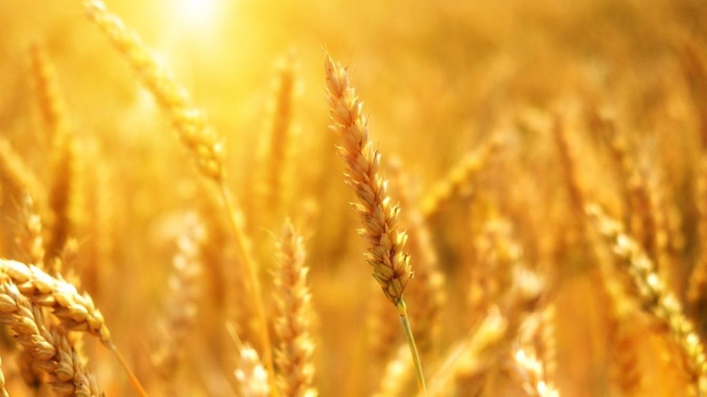 Campo di grano