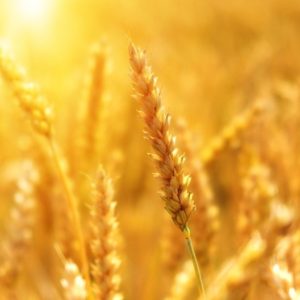 Effetto Covid: il grano è più caro del petrolio