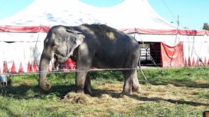 Elefante - circo