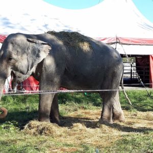 Covid-19, animales hambrientos: tigres y cebras pero también caballos