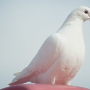 O BCE mantém a pomba e a Piazza Affari sobe ao pódio da Europa