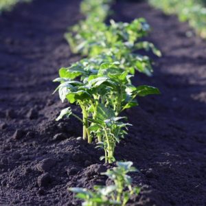 Post Covid 19: agricultura durabilă în pericol