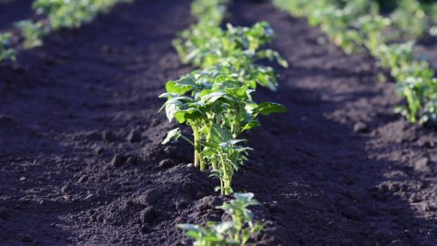 Pós Covid 19: agricultura sustentável em risco