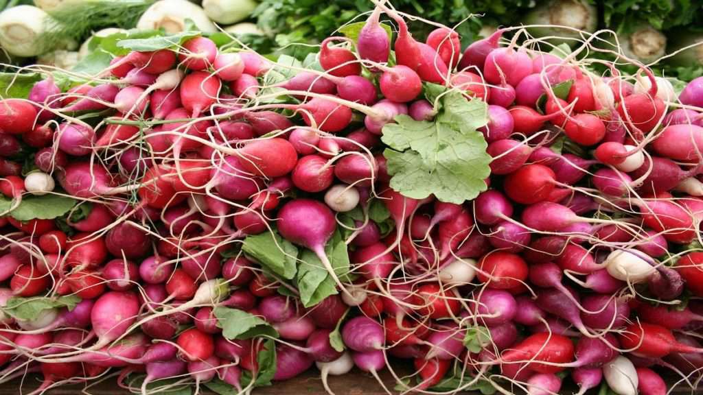 Radishes at the market