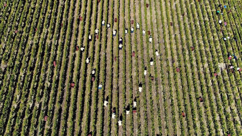 Viñeros trabajando en los terrenos de Champagne Comte de Montaigne