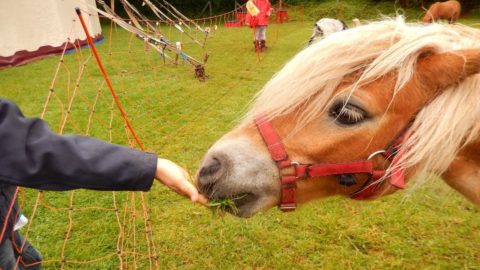 Coronavirus : les agriculteurs mobilisés pour nourrir les animaux de cirque