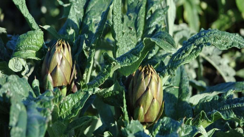 Anghinare spinoasă din Sardinia DOP