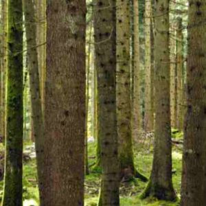 In Aspromonte nasce “Il bosco degli artisti” e così si rivaluta un patrimonio naturale