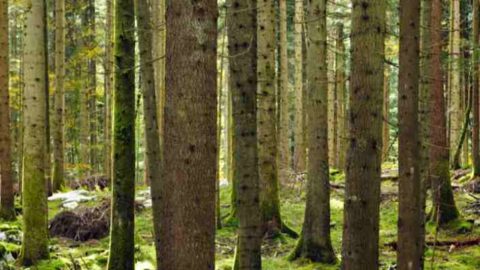 A Aspromonte est né "Le bois des artistes" et ainsi un patrimoine naturel est réévalué