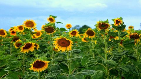 Agroalimentare: è andata meglio di altri settori con il Coronavirus