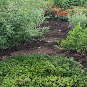 Das Rezept von Daniele Usai: ein mit Sternen jodierter Garten ... und gesund