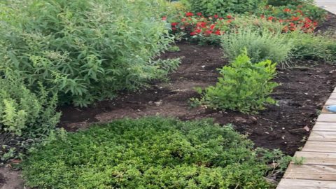 Das Rezept von Daniele Usai: ein mit Sternen jodierter Garten ... und gesund